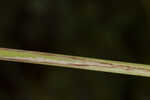 False hop sedge